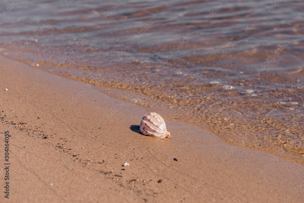 Seashell on the sandy shore. Bokeh. Beach Seashell on the sandy shore. Bokeh. Beach