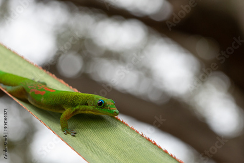 gecko vert photo