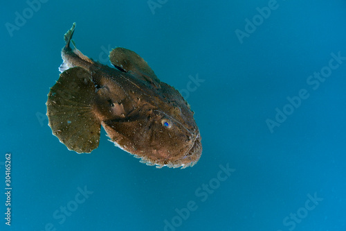 Frog Anglerfish photo