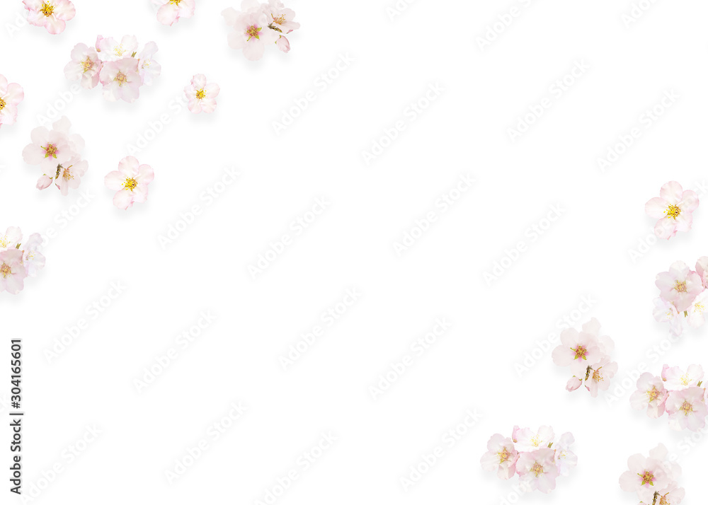 Beautiful almond flowers isolated on white background. Spring pink blossom in different forms, petals, buds. Tender flowers isolated on white with space for text, minimalist composition, top view.