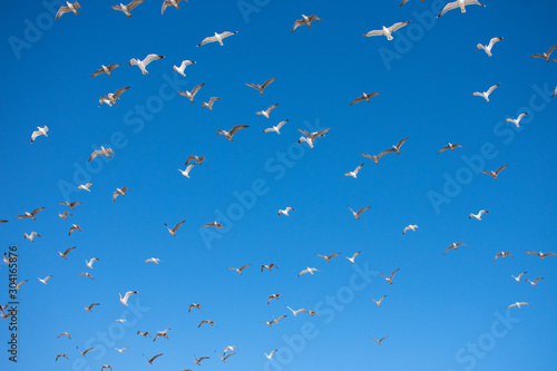 Flying Seagulls © Marcos