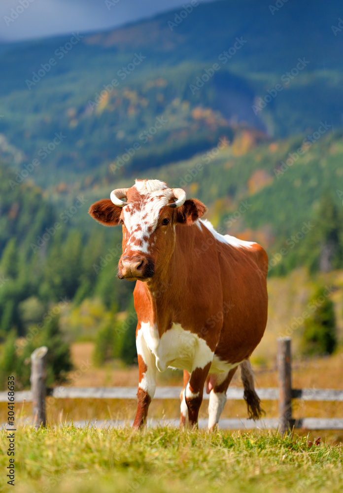 Brown cow with a white pattern on a mountain pasture. Sunny autumn morning in the Carpathians Brown cow with a white pattern on a mountain pasture. Sunny autumn morning in the Carpathians