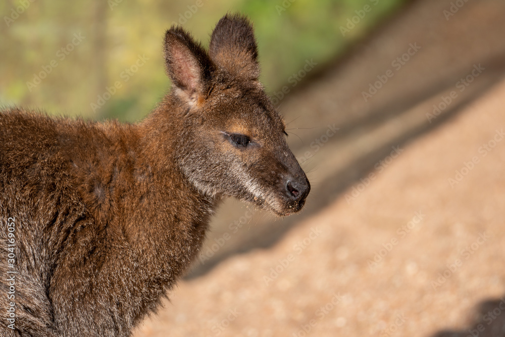 Kangaroo baby in Sonne sitzend Kangaroo baby in Sonne sitzend