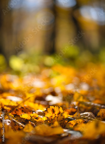 Colorful foliage on the ground in a beautiful autumn forest