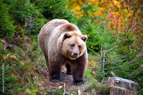 European brown bear in the autumn forest. Big brown bear in forest.