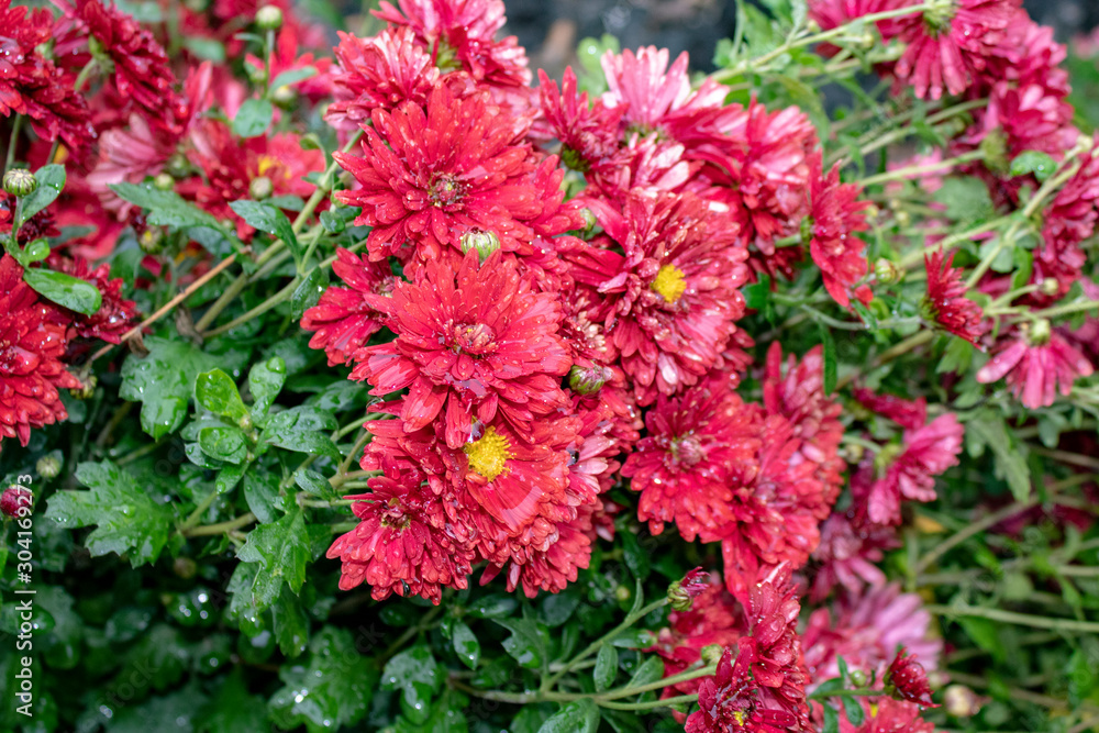 Bright red thick chrysanthemums after rain in the late autumn Bright red thick chrysanthemums after rain in the late autumn