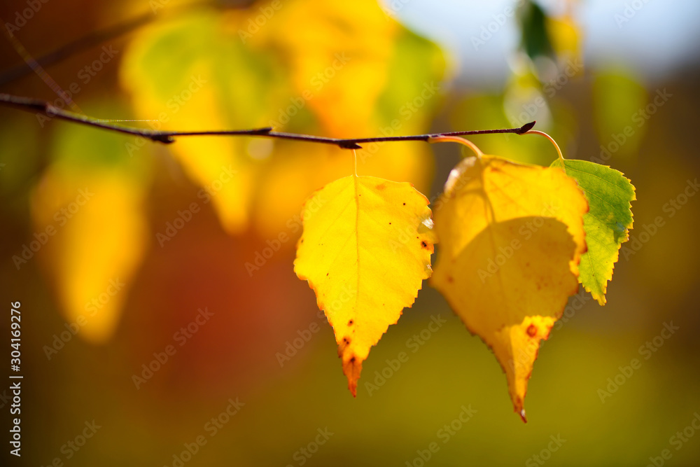 Fototapeta premium Beautiful autumn background with birch leaves and sun rays