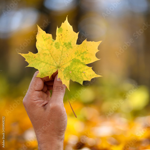 Hand holding yellow maple leaf on autumn yellow sunny background
