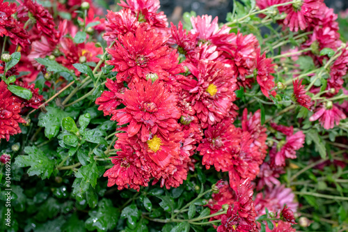 Fototapeta Naklejka Na Ścianę i Meble -  Bright red thick chrysanthemums after rain in the late autumn