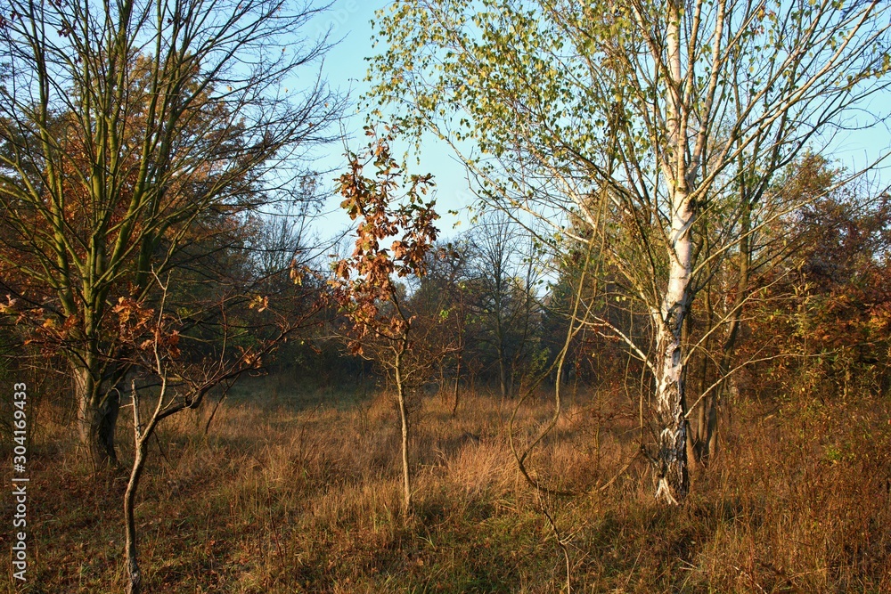 White birch in Danubian forest in autumn morning, Danubian forest, Slovakia, Europe White birch in Danubian forest in autumn morning, Danubian forest, Slovakia, Europe
