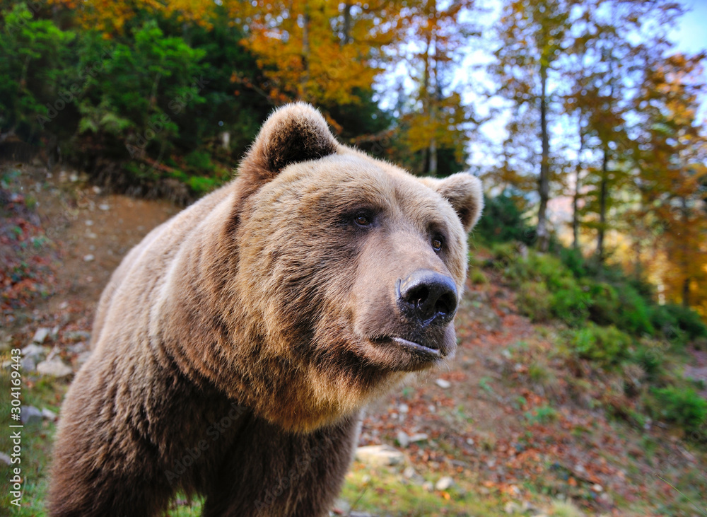 Brown bear portrait. Big brown bear in autumn forest. Brown bear portrait. Big brown bear in autumn forest.