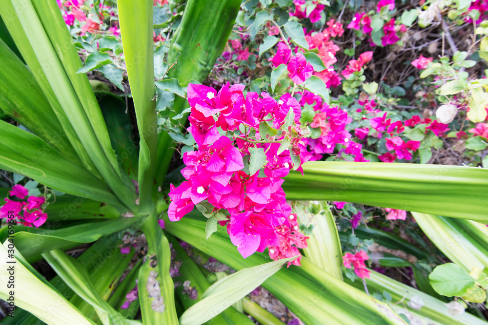 Obraz premium Hawaii