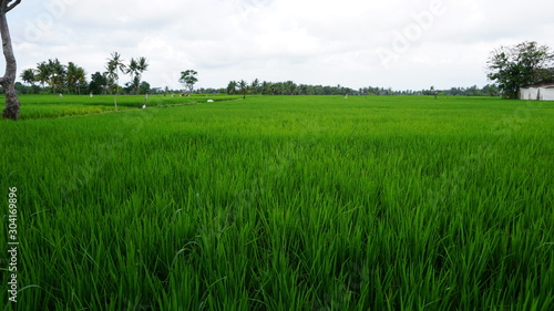 Rice field near Ubud, Bali