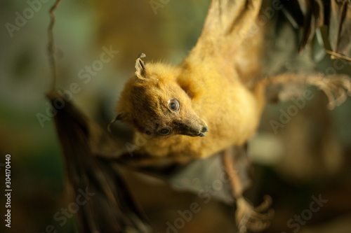 dissected giant bat close-up