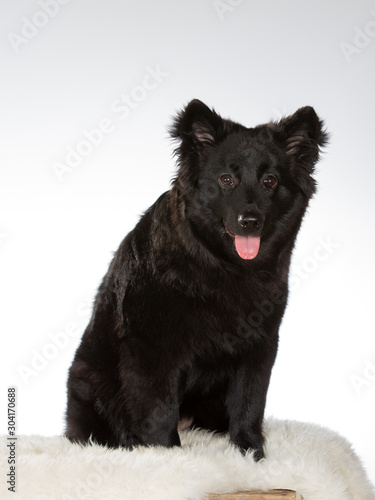 Cute puppy dog isolated on white. Black pup on white background.