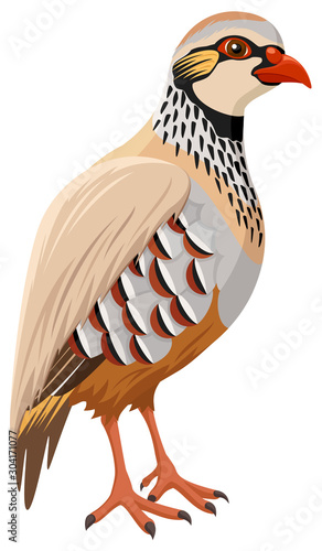 Photo Vector illustration of a French (or Red-Legged) Partridge.