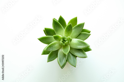 Top view at green succulent pot plant on white background. Minimalistic concept. Copy space. photo