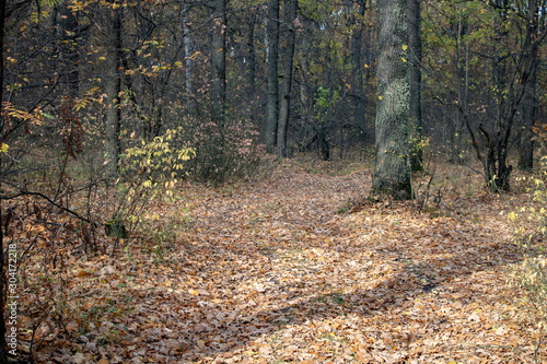 Forest glade with autumn fallen leaves in the sun