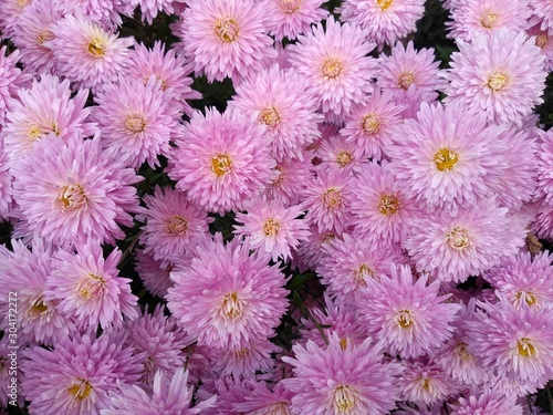 pink flowers from the garden