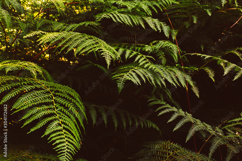 Close-up bright fern leaf in forest Close-up bright fern leaf in forest