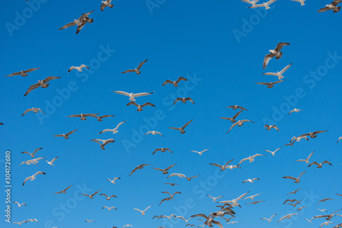 Flying Seagulls © Marcos
