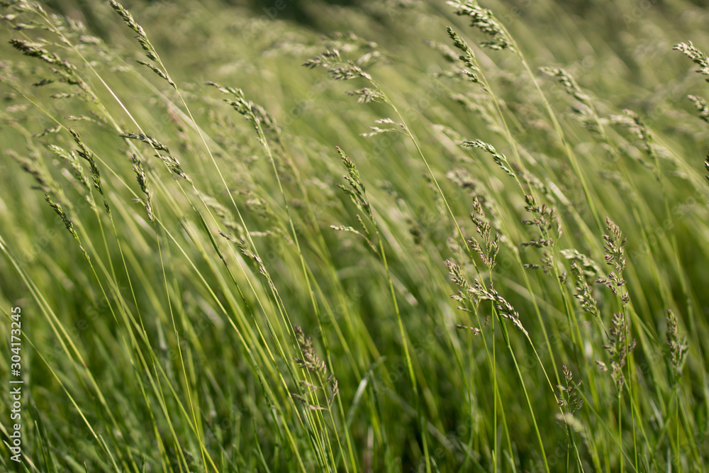 Bright green grass tending breath of wind Bright green grass tending breath of wind