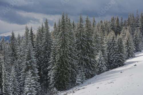 A bright winter in the Ukrainian Carpathian Mountains with snow-capped mountain peaks and picturesque meadows with mountain lodges and hikers.