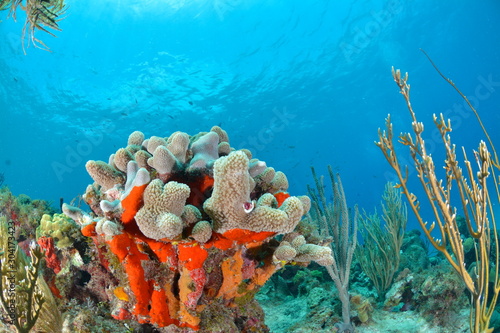 Coral reef in San Andres