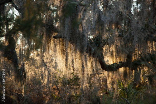 Spanish Moss on a live oak tree in the sunshine
