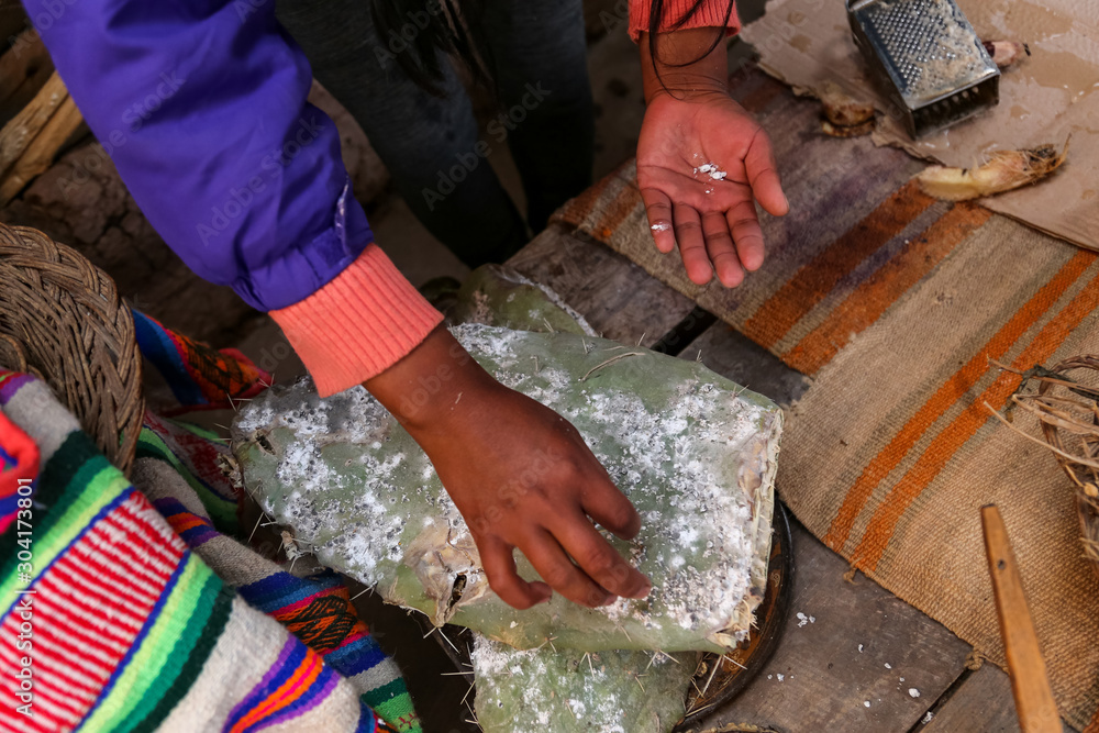 Natural dyeing - cochineal.