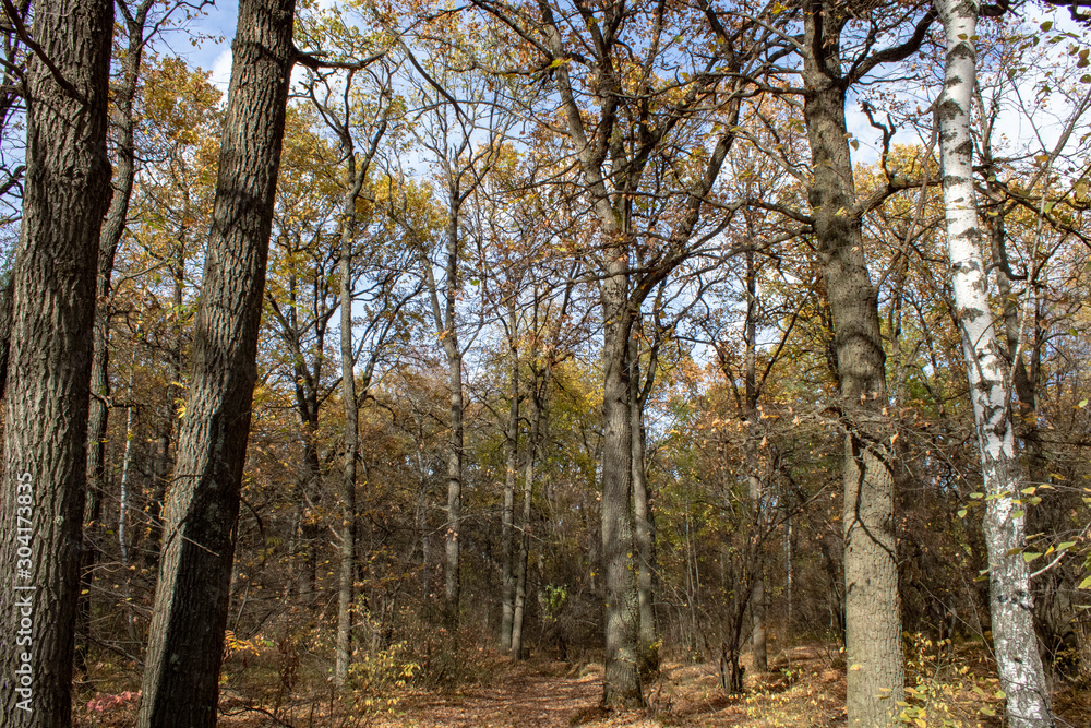 Autumn mixed forest on a bright sunny day