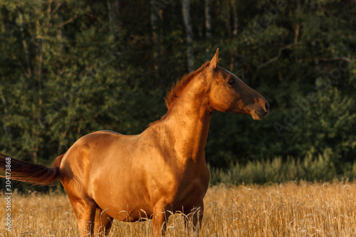 Chestnut don breed horse portrait in the yellow oat field in sunset with forest on the background.