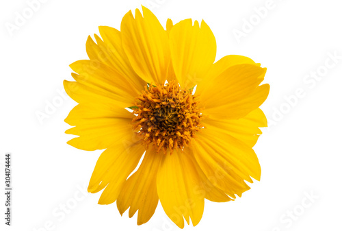 Fototapeta Naklejka Na Ścianę i Meble -  coreopsis flower isolated