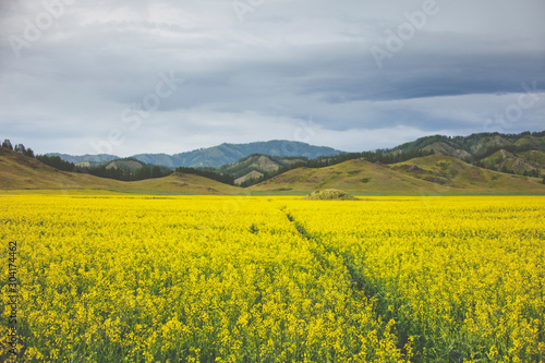 Flowering rapeseed field. Mountain Altai landscape © Crazy nook