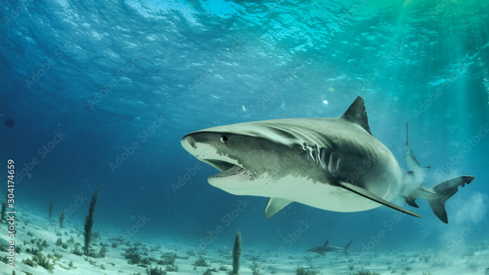 Fototapeta premium Tiger Shark in Tiger Beach, Bahamas
