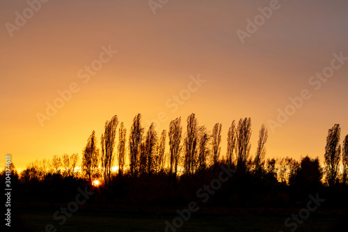 Intense golden sky and silhouettes of tall trees in this beautiful sunset landscape image.
