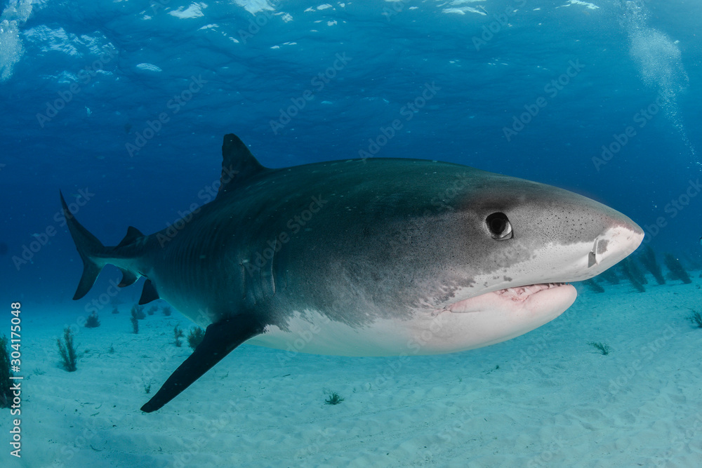 Fototapeta premium Tiger Shark in Tiger Beach, Bahamas