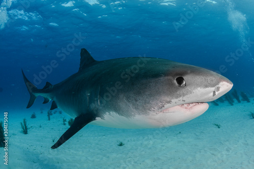 Tiger Shark in Tiger Beach, Bahamas © puntel
