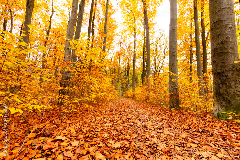 Fototapeta premium Forest full of fallen colorful leaves in the path under tall trees.