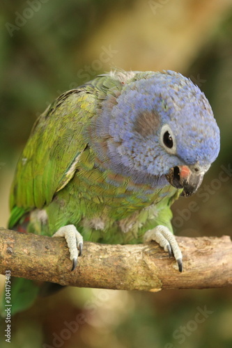 blue-headed parrot, also known as the blue-headed pionus (Pionus menstruus) is a medium large parrot. It is a resident bird in tropical and subtropical South America and southern Central America photo