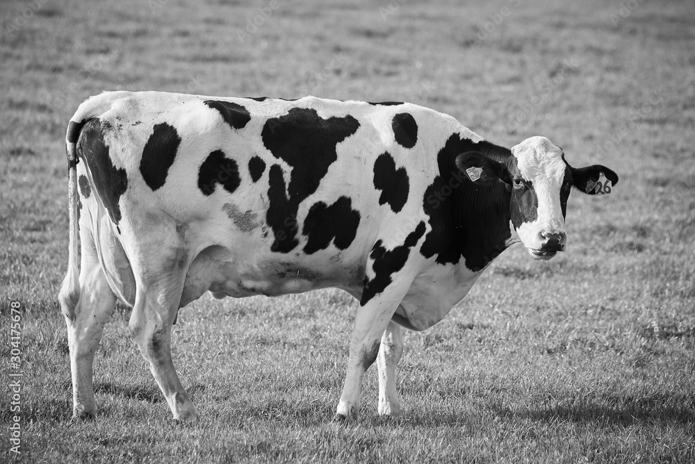 Black and White Portrait of Holstein Cow