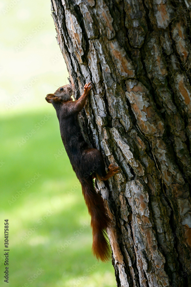 Obraz premium A squirrel looking for food