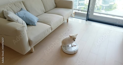Pomeranian Dog sit on robotic vacuum cleaner slides across the room