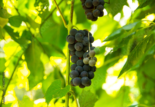 Ripening bunch of wine grapes hanging on the vine, Moscow Oblast, Russia photo