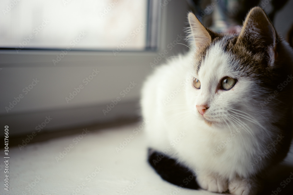 White kitten resting on the windowsill and looking out the window.