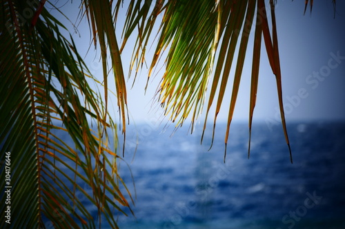 Palmwedel Meer