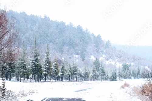 winter landscape with trees and snow © kanuni_10tr