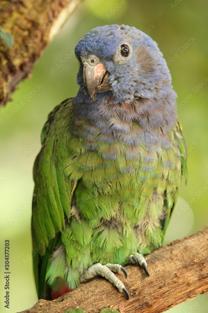 Naklejka premium Blue-headed Parrot, Pionus. m. menstruus