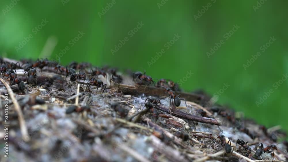 Ants collective build anthill - (4K) Ants collective build anthill - (4K)