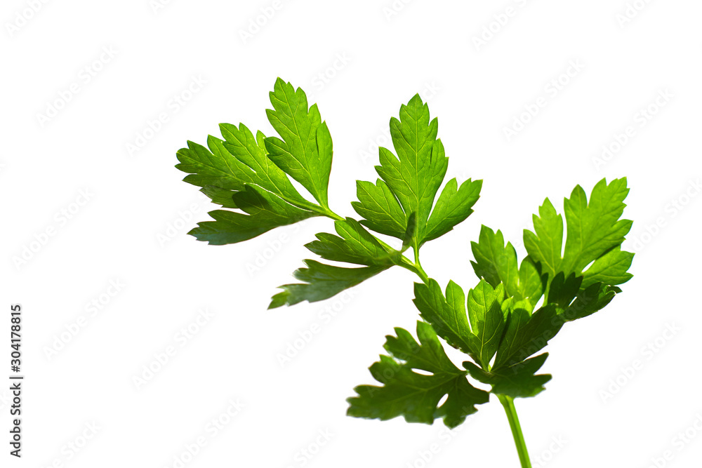 Parsley isolated on white background. Fresh green organic parsley. Organic farm. Parsley isolated on white background. Fresh green organic parsley. Organic farm.
